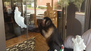 Dog Stuck in Doorway with Stick
