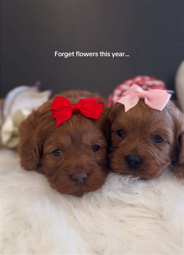Choose Between Flowers or Puppies This Valentine’s Day