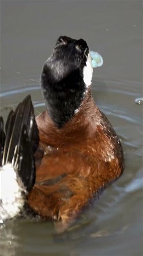 Why Is This Duck Blowing Bubbles? #TeamKailyn #blue #bill #ruddy #duck
