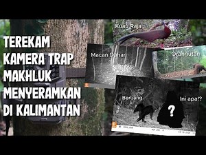 A Creepy Creature Was Captured on Camera Trap in the Kalimantan Forest