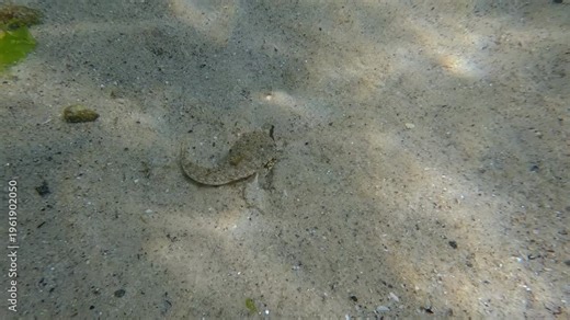 Female Dragonet fish lying on sand then quickly turns around and swims among many small hermit crabs running around the sandy bottom, Slow motion, Marine life in sandy shallows