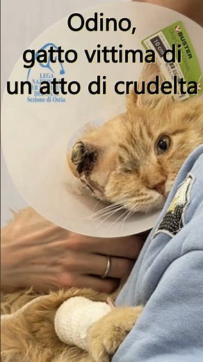 Gatto Odino Aggiornamento #gatto #gattirandagi #gattosalvato #gattoaroma #odino #gattoodinoaroma