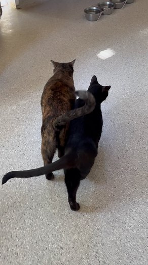 Cats walking together with their tails intertwined is like when humans hold hands- it’s a sign of affection and friendship! Our cats at the cattery are all so happy and many of them form close friendships with each other 😻 #cats #catfacts #catsofinstagram #catfriends #rescuecats #adoptacat #adoptdontshop #animalrescue #livingfreeanimals | Living Free Animal Sanctuary