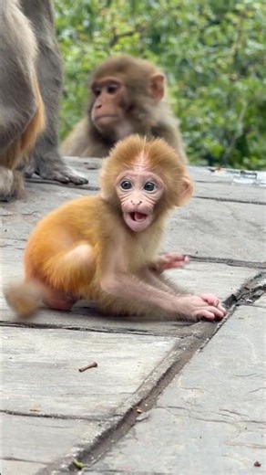 Adorable Baby Monkey Learning to Walk 🐒❤️