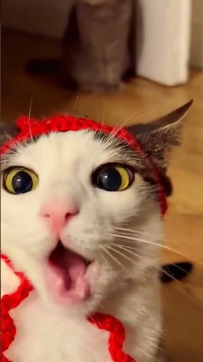 Funniest Cats Ever | Hilarious Cat Moments & Silly Cat Compilation 😂🐱