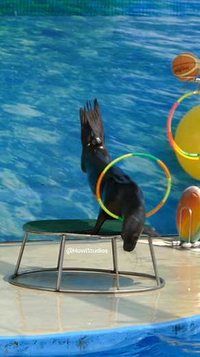 Fur Seal practicing hula hoop #hulahoop #circus #fur #seal #practice #perf #nature #wildlife HA36196 | HAWI Studios