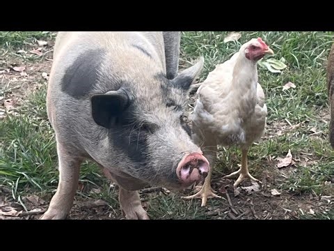 Boar Project Part 4 (Finale)