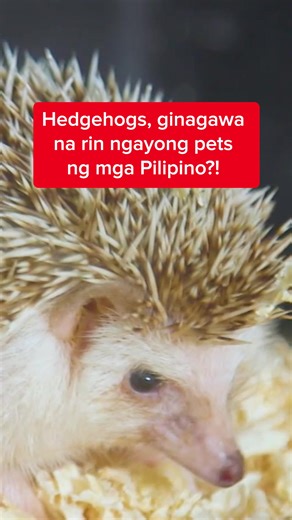 Hedgehogs, ginagawa na rin ngayong pets ng mga Pilipino?! #KMJS #NewsPH #SocialNewsPH