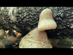 Educational Walk "About Mushrooms." Mushrooms in Drought. Iryna Klestova