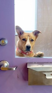 60K views · 5.5K reactions | Ruby is waiting for you  #adoptme #iwillwaitforyou #waitingforyou #adoptabledog #AHNM | Animal Humane New Mexico | Facebook