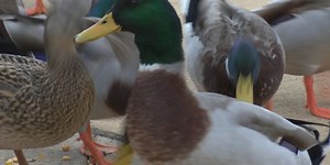 ‘They will eventually drown’: Construction at Big Spring Park sparks duckling dilemma