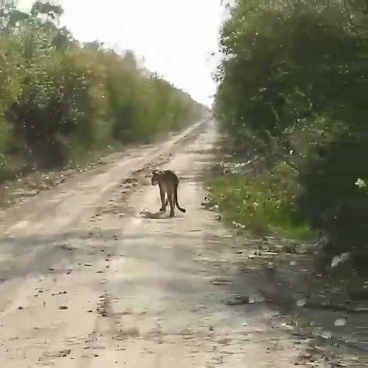 We Came Face-to-Face with a Wild Puma on Foot in Bolivia’s Gran Chaco