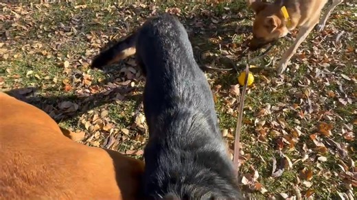 Check-in with Schatzi, Banik and Java on the river trail today. They all do really well on a mixed up outing: a little bit of a heel-walk, some loose leash walk, experiencing the busy environment including bikes, dogs and the skatepark. Playing a little ball with Schatzi as a way to help Java get involved and loosened up is a good idea (and Java's owners need to get good control of their other dog - Kona's - play and so that she can help Java). For Banik he does better moving along compared to j