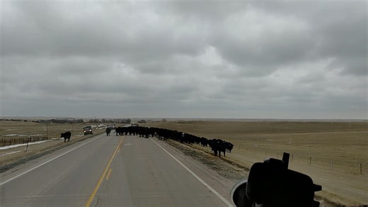 Driver impressed by modern cattle drive on a highway