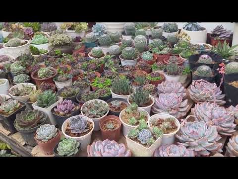 How to Repot Succulents the Right Way | Best Tips for Healthy Growth & Strong Roots