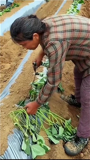 Technique for planting wax potato plants