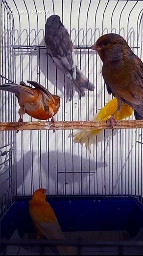 Stunning Canary Beauty in 4K | Rare Colors & Elegant Feathers