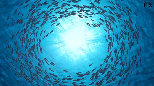 Mass Fish Deaths Worldwide Spark Climate Change Alarms