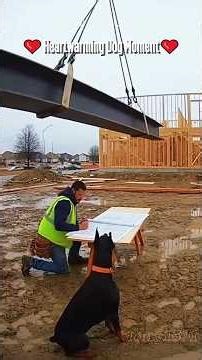 The Brave Dog Who Protected His Friends ❤️ 勇敢な犬