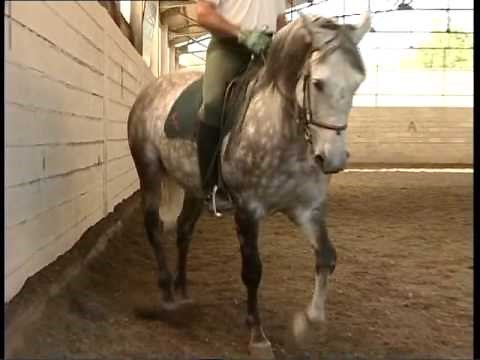 L'art du dressage du cheval - Equitation