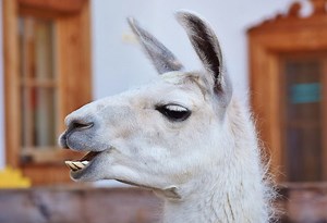 6 llamas killed in attack near Louisville Zoo