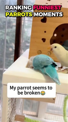 Ranking Funniest Parrots Moments