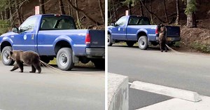 Someone Please Pull This 30-Foot Tapeworm From This Bear’s Butt