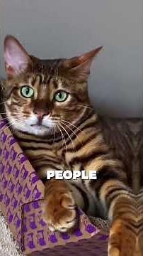 This Cat Looks Like a Tiger?! Meet the Stunning Toyger! 🐅✨