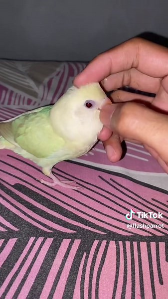 flash parrot on TikTok