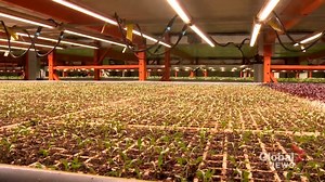 Online farmers’ market provides ‘incredible’ opportunities for Calgarians during pandemic