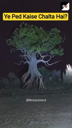 Ye Ped Kaise Chalta hai? #Jungle #Forest #Walkingtree #BeUpdated