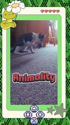 Kombat Kitty: Ellie Lou’s Kawaii Animality! 🍞 Fatality + Sticker Book HUD #catshorts #gamers