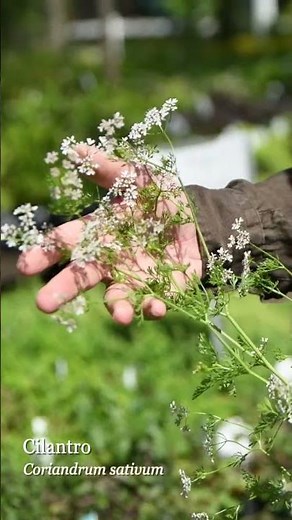 Cilantro and Coriander are the SAME Plant!!