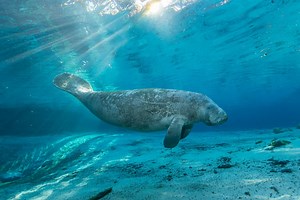 8.1K views · 423 reactions | Celebrate #EarthDay with a look at the underwater world of Crystal River. Move your phone or use your mouse cursor to explore the 360-degree video. #LoveFL (Photo: Carlton Ward Jr. / CarltonWard.com) | VISIT FLORIDA | Facebook