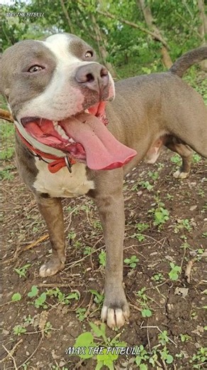 These 3 dogs 🐕 are the best for your home 🏡 🥵 #max #pitbull #facts #dogshorts #dogvideos #pets #dog