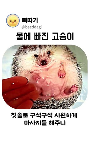 물에빠진 고슴이
