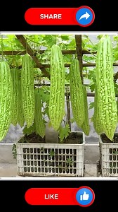 817K views · 7.2K reactions | Easy to Grow Bitter Melon 﫶 | Small Vegetable Garden | Facebook