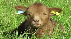 It's time for another virtual lambing experience! Listen with sound for full cuteness. | National Trust Calke Abbey