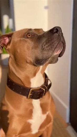 The sharp sound of a doorbell.-Pit Bull Dog.