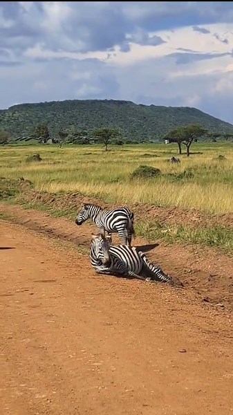 Zebra Birth in Kenya Savanna | African Safari Miracle