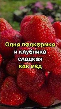 SAFE STRAWBERRIES FROM THE GARDEN