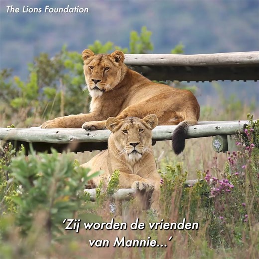 8.2K views · 3.1K reactions | Gered uit Mondo Verde, een nieuw leven in Zuid-Afrika. 女 Als alles goed verloopt, ontmoet hij twee prachtige leeuwinnen - wie dat zijn, zie je halverwege deze video. Blijf kijken!   Mannie heeft nooit geleerd om zelf voedsel te zoeken. Daarom blijft hij afhankelijk van zorg. Wil jij helpen in zijn nieuwe leven? Dat kan! Klik hier voor meer informatie: https://bit.ly/4jX1Myl | World Animal Protection Nederland | Facebook