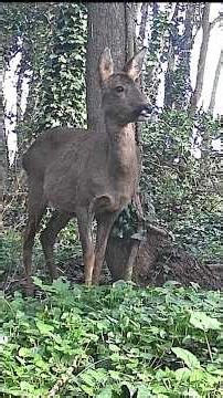 Pour le plaisir des yeux : un chevrillard (faon de plus de 6 mois) au printemps : MAGIQUE