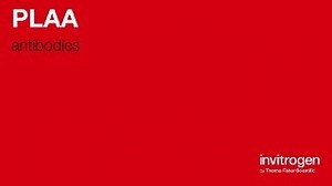 Anti-PLAA Antibodies | Invitrogen