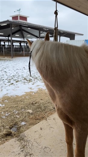 1.1K views · 33 reactions | Discover the journey of training my gelding, Julio, as I share insights on his progress in cold winter conditions. Learn about his groundwork and early riding experiences while addressing common concerns from the community. Join us in this heartwarming equestrian adventure! #HorseTraining #EquestrianLife #GeldingJulio #HorseLovers #WinterRide #TrainingJourney #EquineCare #HorseBackRiding #AnimalCompanionship #ColderWeather | Ed's Walking Horses | Facebook
