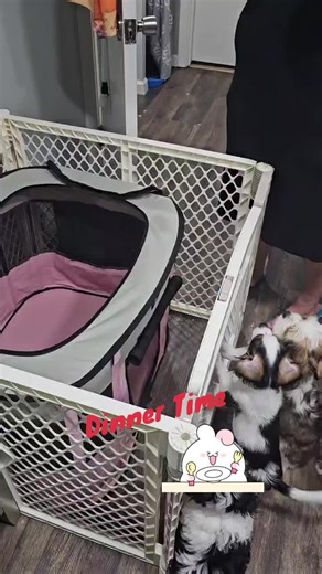 my baby's eating dinner. #shihtzu #shihtzusoftiktok #dogmixbreed #kingcharlescavalier #cavatzu #cavatzuoftiktok @Dany_Chef_#1