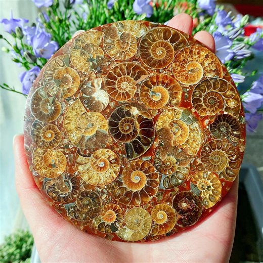 Natural Ammonite Fossil Shell Plate Disk  free Stand: Crystal Healing Decor - Etsy