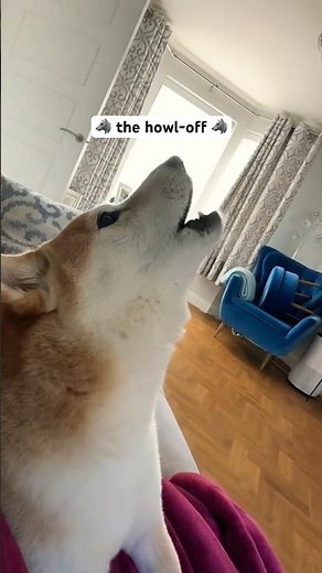 Shibas CANT be the most wolf like dog, can they?