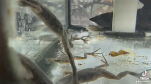 Looking to add some fun and personality to your tank? Meet the African Dwarf Frog! 🐸 These lively little frogs are a joy to watch as they swim and explore. Perfect for community tanks, they bring a unique and playful vibe to your aquatic setup. 🐟 #AfricanDwarfFrog #AquariumLife #UnderwaterFun | Pet Zone Tropical Fish, San Diego, California