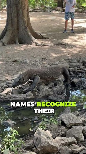 Keeping a Komodo Dragon as a Pet?! 🦎